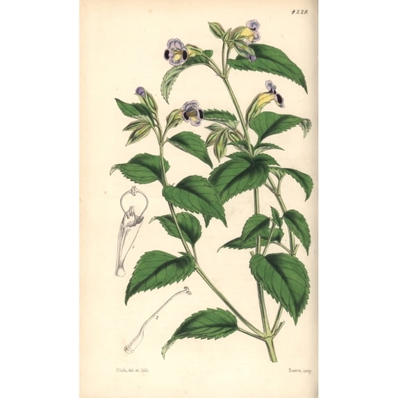 Purple Blotched Torenia, Torenia Edentula Poster Print By ® Florilegius Mary Evans (24 X 36)