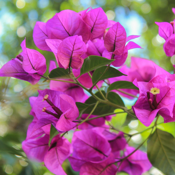 Purple Bougainvillea Flower Plant, Bougainvillea Trailing Vine Well Rooted 5-7'' Tall