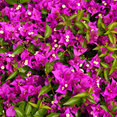 thumbnail image 1 of Purple Bougainvillea Live Plant, Bougainvillea Flower Vine 6-8 Inches, Bougainvilleas for Outdoor Garden, 1 of 6