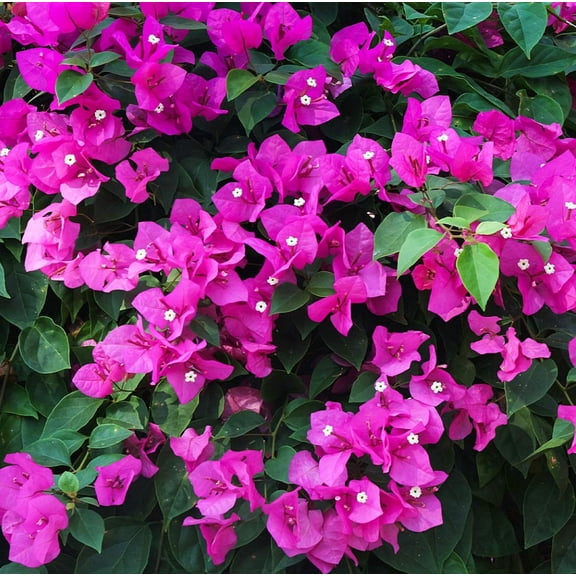 Purple Bougainvillea Live Plants, Set of 2 Flowering Bougainvillea for Outdoor Garden, 4 Inch Tall Starters