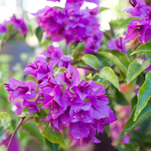 Purple Bougainvillea Plant Live, Flowering Bougainvillea Vine, Grow in Pot, Hanging Basket 4-8'' Tall