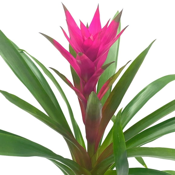 Purple Bromeliad, 4 inch, Guzmania monostachia West Indian Tufted Airplant