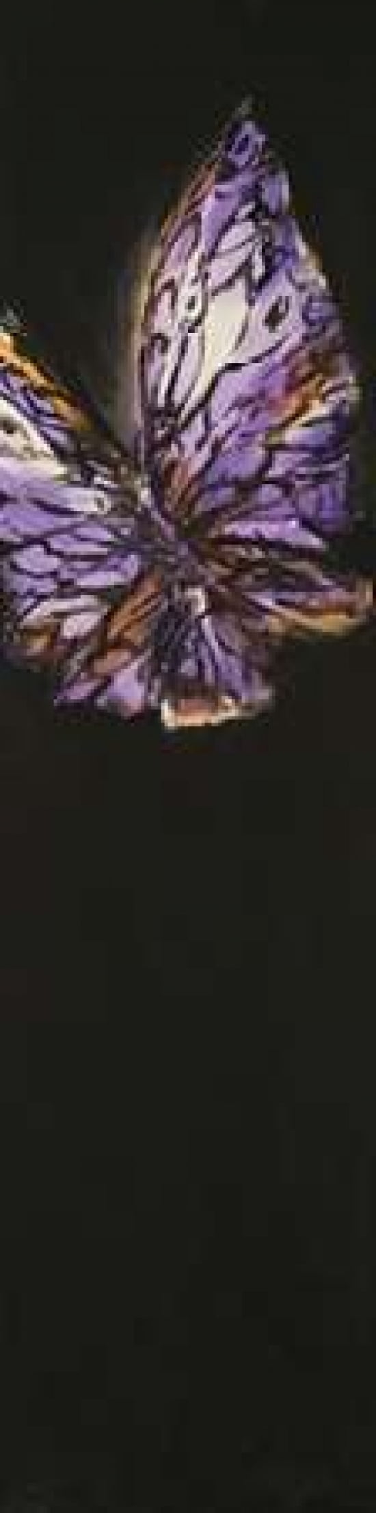 Purple Butterfly Canvas Art - JC Pino (8 x 24)