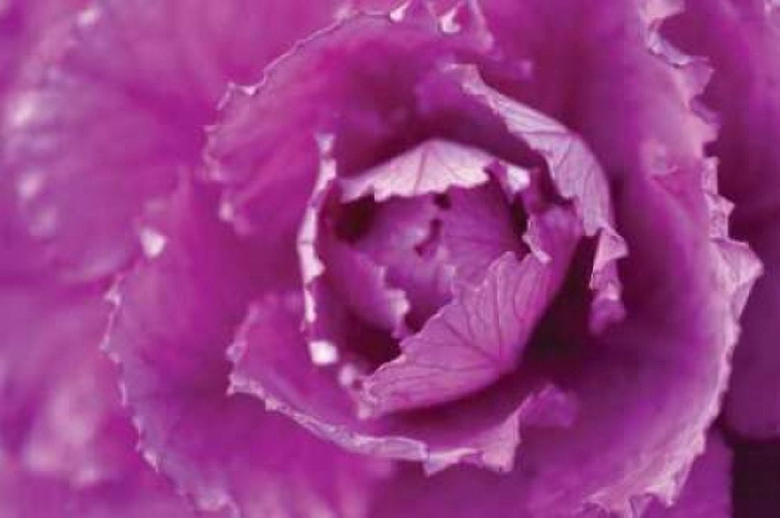 Purple Cabbage Canvas Art - Erin Berzel (20 x 28)