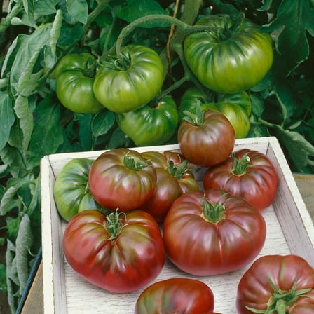 Purple Calabash Tomato Seeds - 300 Mg Packet ~65 Seeds - Non-GMO, Heirloom - Vegetable Garden - Solanum lycopersicum