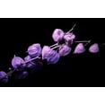 thumbnail image 1 of Purple Chinese Lantern Seeds for Planting - 50 Seeds - Exotic Garden Seeds - Ships from Iowa, USA, 1 of 4