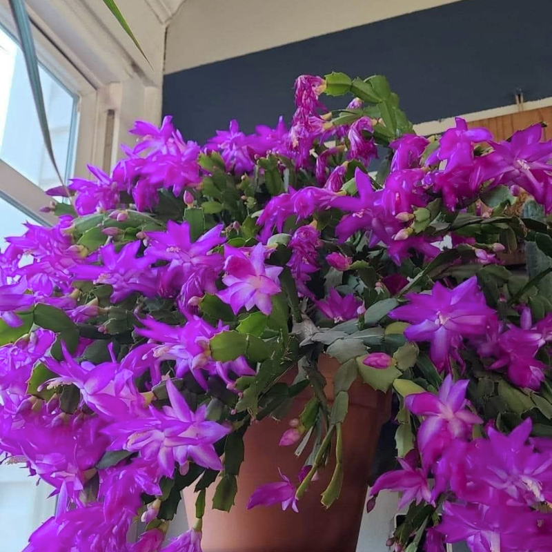 Purple Christmas Cactus Live Indoor Outdoor Plant, Thanksgiving Holiday Cactus in Small 3in Pot, Christmas Room Decor