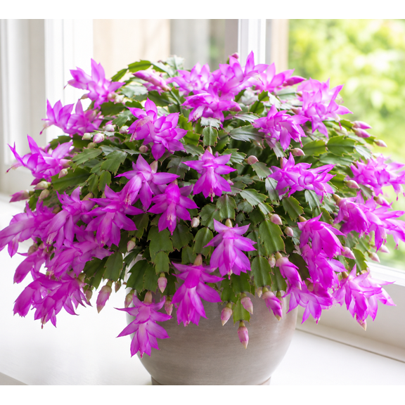 Purple Christmas Cactus Live Plant, Holiday Flowering Succulent Houseplant, 3 Inch Pot, 2 Plants Per Pot, for Indoor Containers