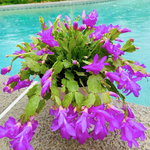 Purple Christmas Cactus Live Plant, Thanksgiving Holiday Cactus Blooming Indoor Outdoor Plant in Compact 3in Container, Perennial Well Rooted