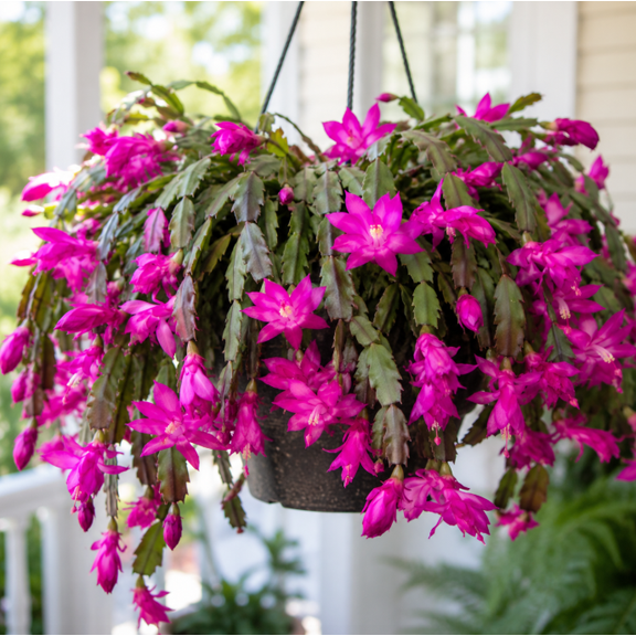 Purple Christmas Cactus Live Plants, Holiday Cactus Plants Schlumbergera Flower Plants for Indoor Outdoor 4 to 6 Inc Tall, 2 Plants Per 3"Pot