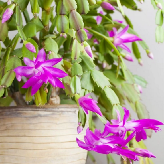 Purple Christmas Cactus Plant Live, Live Thanksgiving Cactus Succulent for Outdoor Indoor Display, 3 Inch Container Ready to Grow