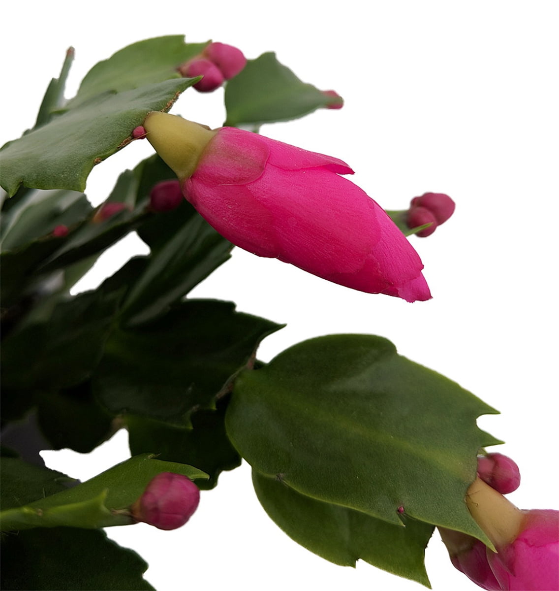 Purple Christmas Cactus Plant Zygocactus 6" Pot