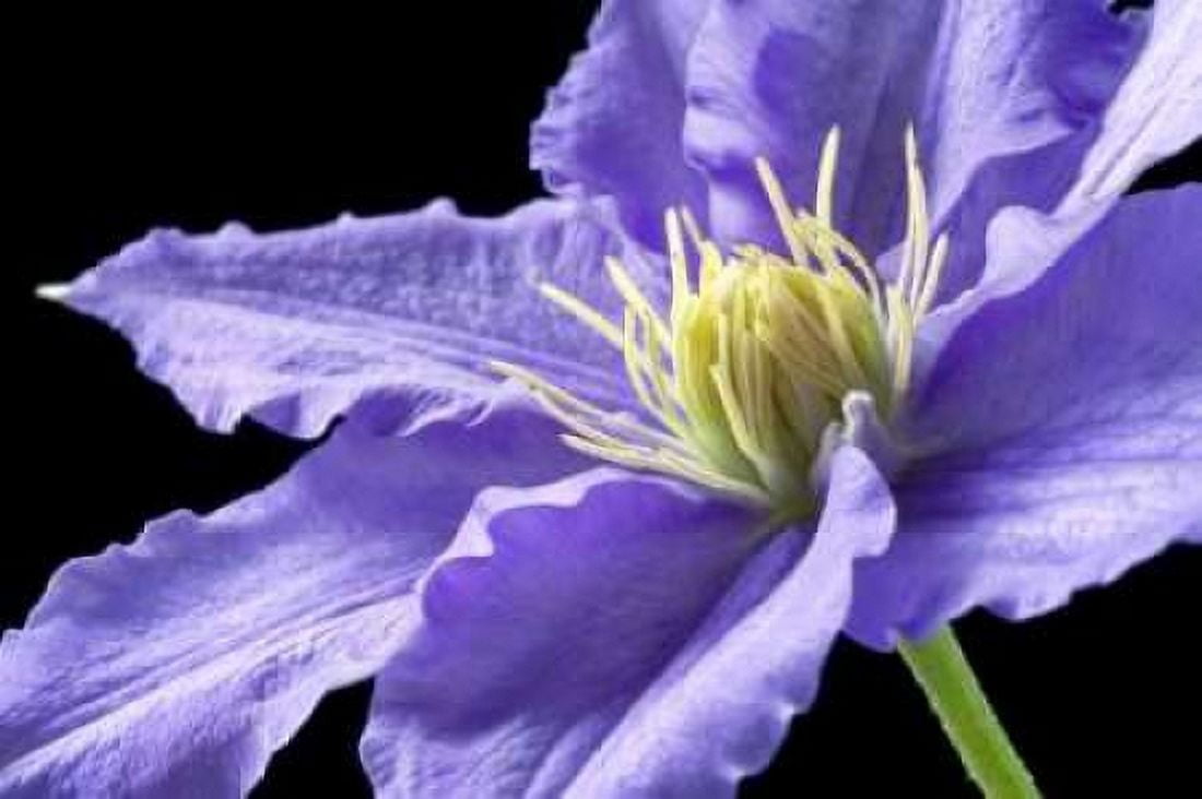 Purple Clematis Canvas Art - Amalia Elena Veralli (12 x 18)