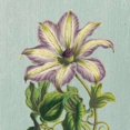 thumbnail image 1 of Purple Clematis Poster Print by Sarah E Chilton (24 x 24), 1 of 2