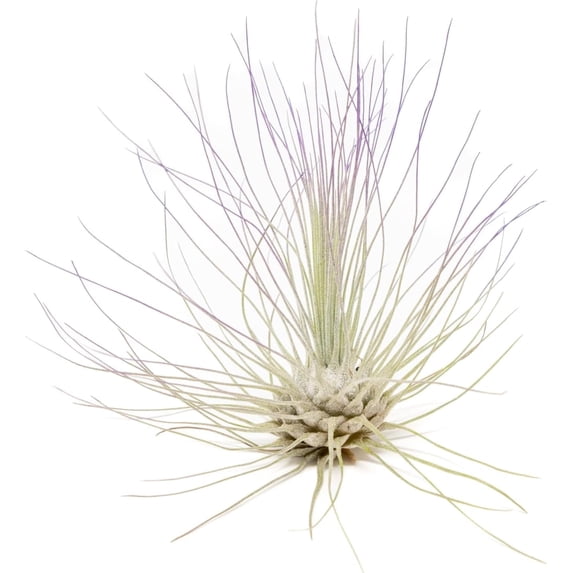 Purple Colorful Tillandsia Air Plants - Long Lasting Color Enhanced Live Tillandsia Succulent House Plants - Home and Garden Decor - Easy Care Indoor and Outdoor (Argentea Thin, Single)