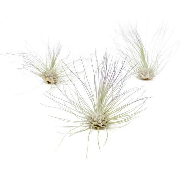 Purple Colorful Tillandsia Air Plants - Long Lasting Color Enhanced Live Tillandsia Succulent House Plants - Home and Garden Decor - Easy Care Indoor and Outdoor (Argentea Thin, Pack of 3)