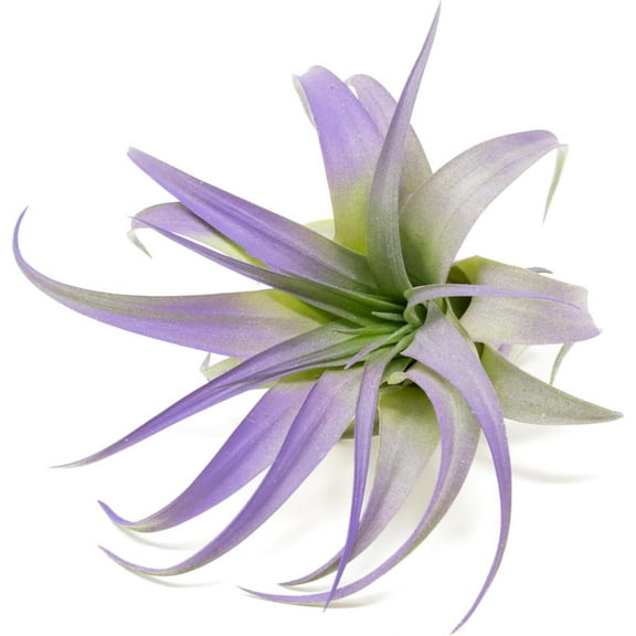 Purple Colorful Tillandsia Air Plants - Long Lasting Color Enhanced Live Tillandsia Succulent House Plants - Home and Garden Decor - Easy Care Indoor and Outdoor (Brachycaulos Abdita, Single)