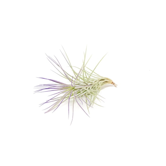 Purple Colorful Tillandsia Air Plants - Long Lasting Color Enhanced Live Tillandsia Succulent House Plants - Home and Garden Decor - Easy Care Indoor and Outdoor (Funckiana, Single)