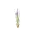 thumbnail image 1 of Purple Colorful Tillandsia Air Plants - Long Lasting Color Enhanced Live Tillandsia Succulent House Plants - Home and Garden Decor - Easy Care Indoor and Outdoor (Juncea, Single), 1 of 15