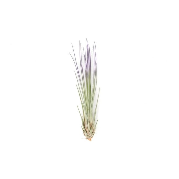 Purple Colorful Tillandsia Air Plants - Long Lasting Color Enhanced Live Tillandsia Succulent House Plants - Home and Garden Decor - Easy Care Indoor and Outdoor (Juncea, Single)