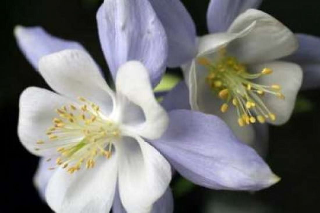 Purple Columbine I Canvas Art - Tammy Putman (24 x 36)