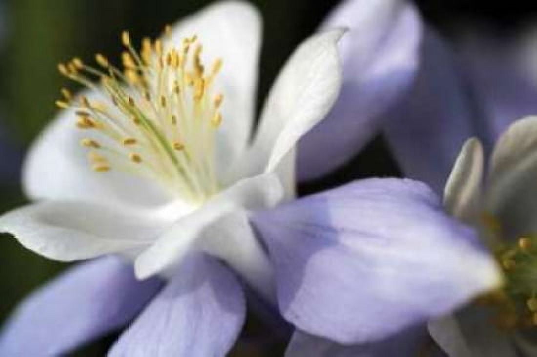 Purple Columbine II Canvas Art - Tammy Putman (24 x 36)
