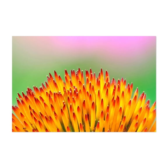 Purple Coneflower As A Bee Sees It - Photography Flowers Floral Nature Botanical Abstract Garden Unframed Wall Art Print 4 x 6 inches