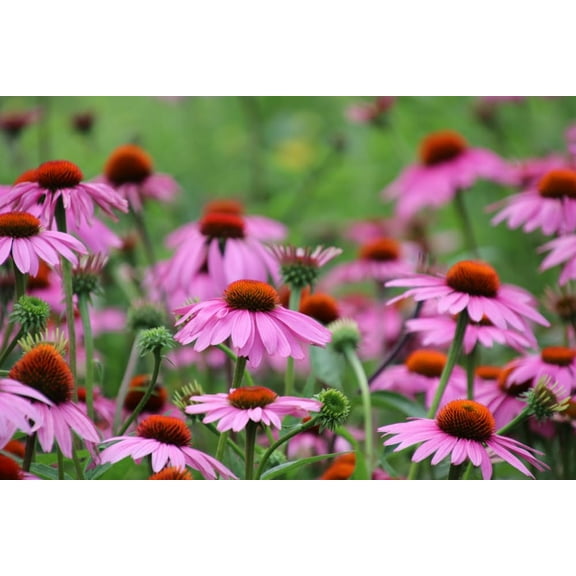 Purple Coneflower Plants for Growing, Not Seeds, Healthy Rootstock of Coneflower Wildflower (1 Plant)