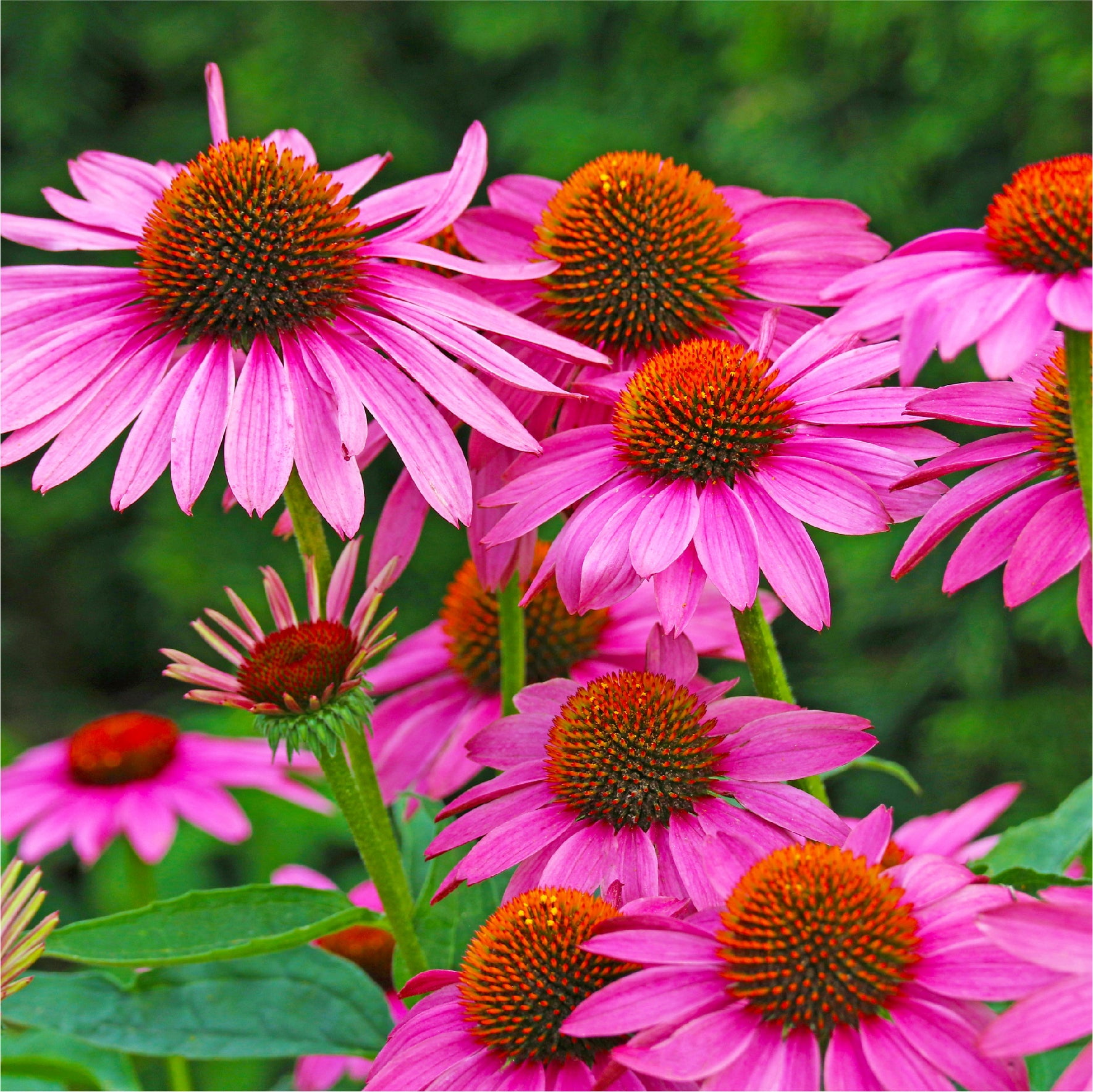 Purple Coneflower Seeds for Planting Over 3,800 Premium Seeds