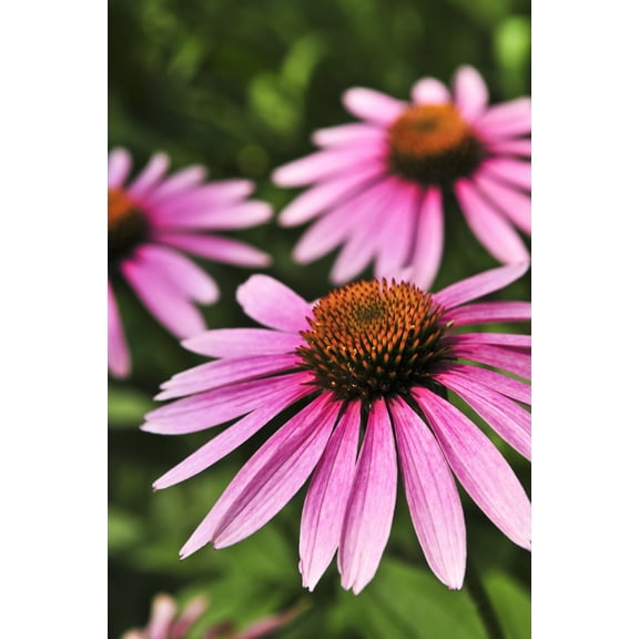 Purple Coneflowers 200+ Seeds Beautiful Purple Blooms