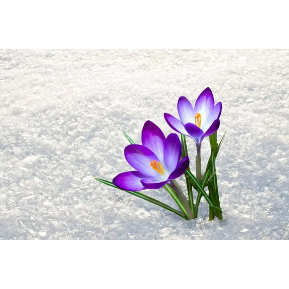 Purple Crocus Bulbs for Planting - Perennial Garden Flowers - Flower Record, Blooms Throught Snow