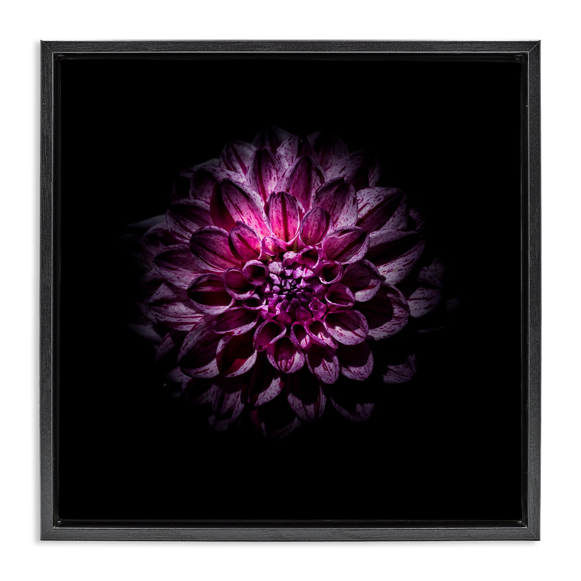 Purple Dahlia Dark Contemporary Black Framed Floater Canvas Wall Art, design by Brian Carson Photography