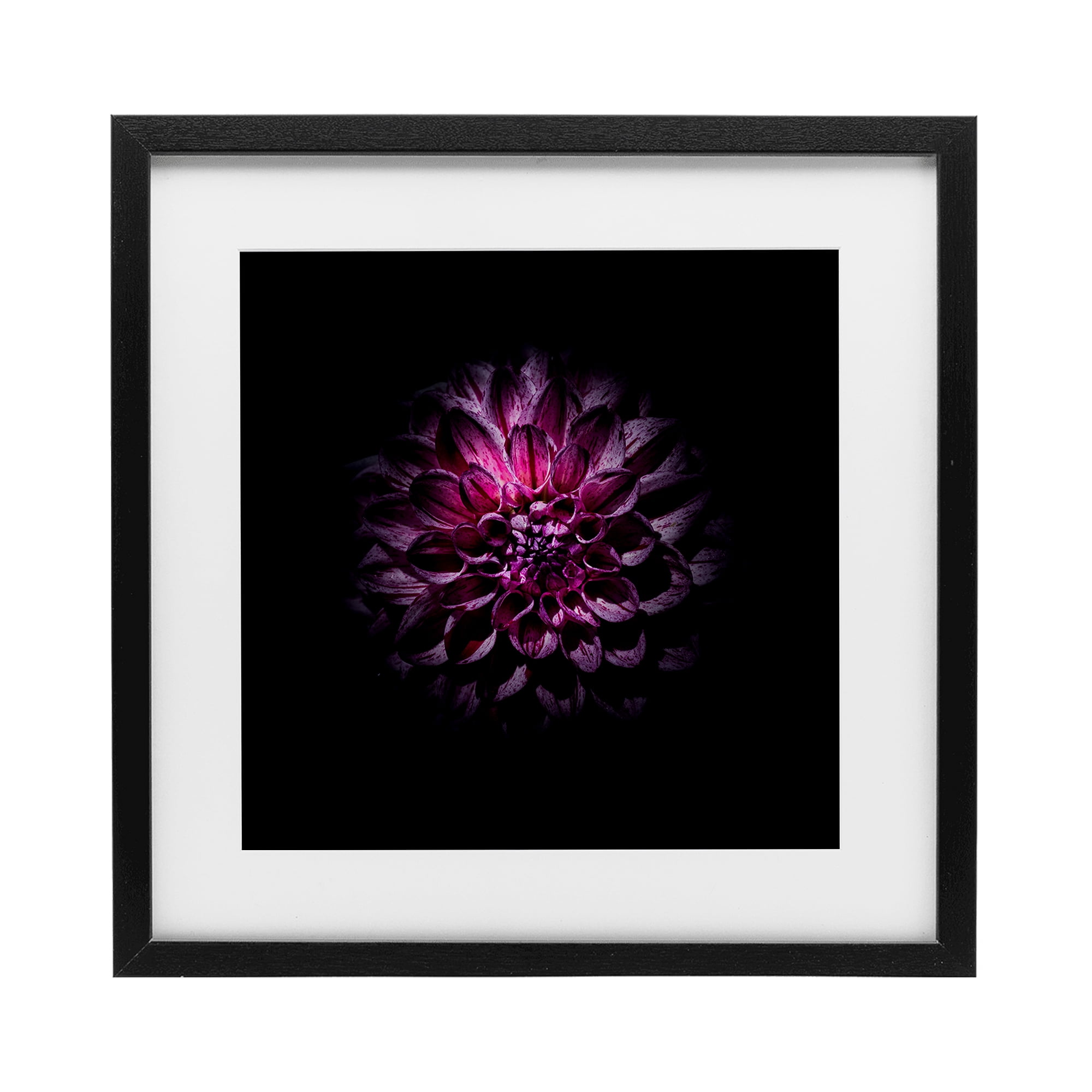 Purple Dahlia Dark Contemporary Black Framed Print Under Glass, design by Brian Carson Photography