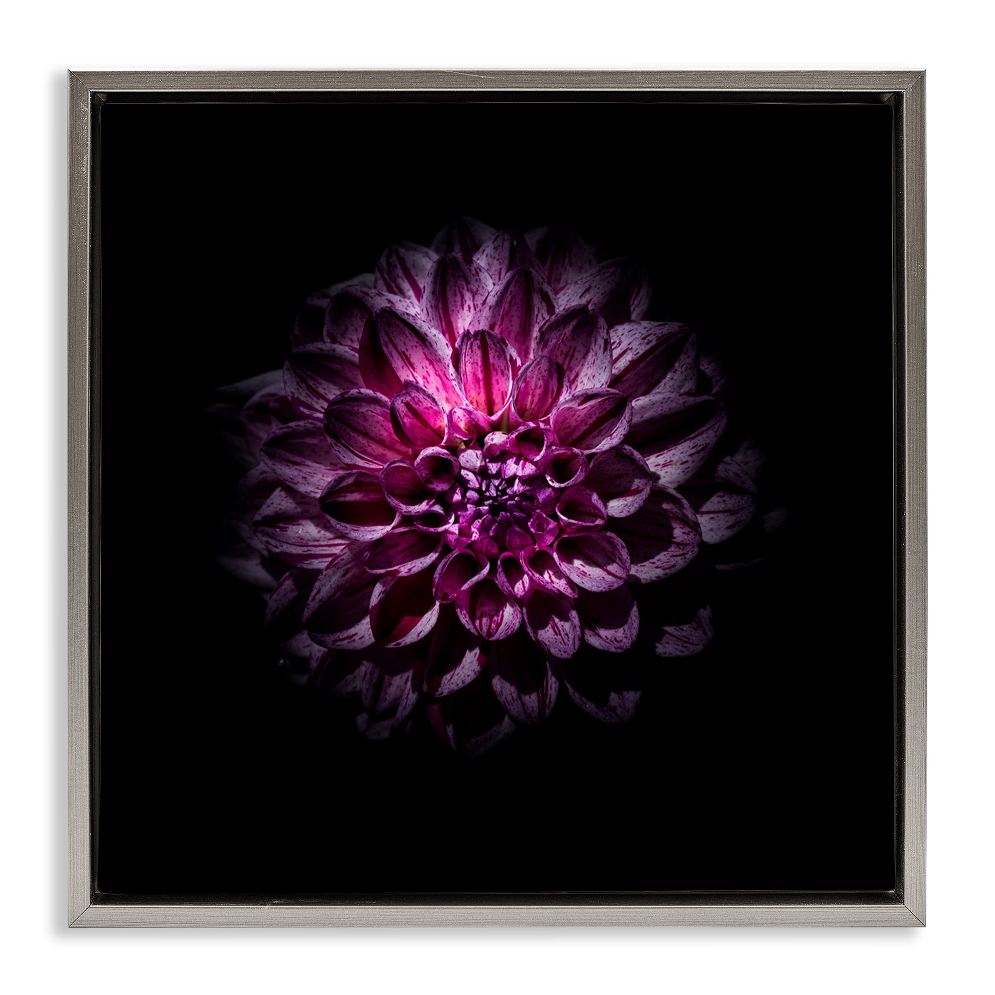 Purple Dahlia Dark Contemporary Gray Framed Floater Canvas Wall Art, design by Brian Carson Photography
