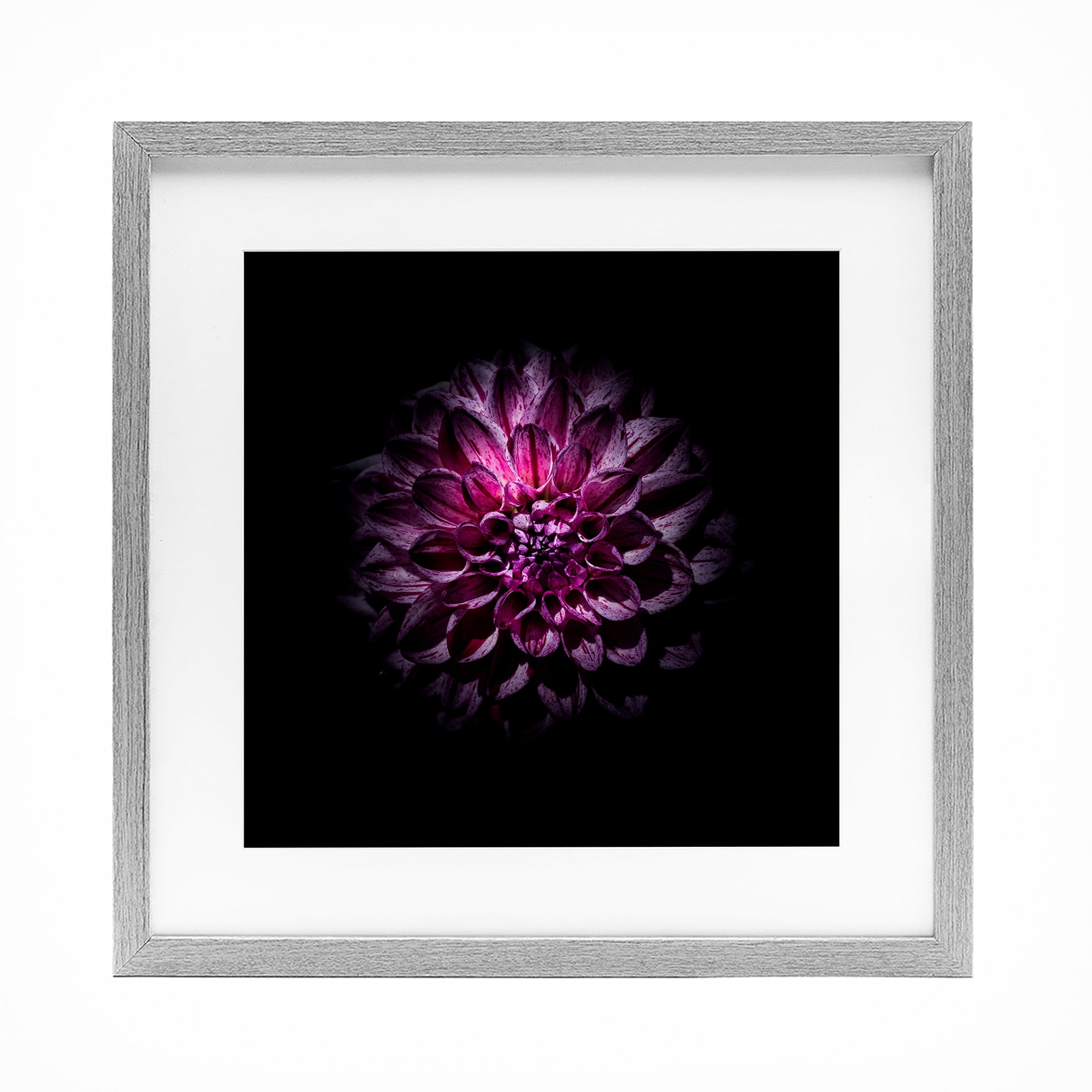 Purple Dahlia Dark Contemporary Gray Framed Print Under Glass, design by Brian Carson Photography