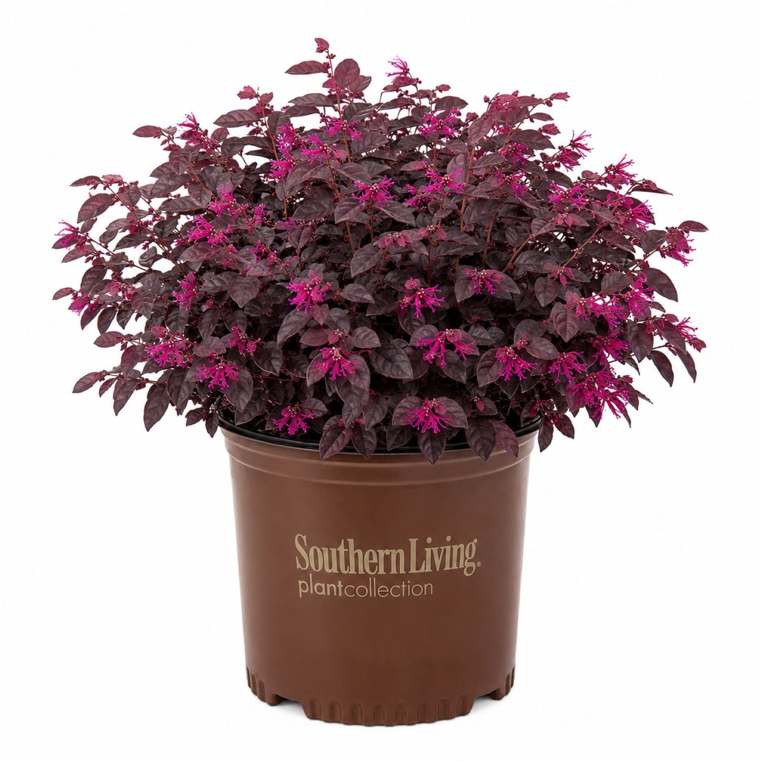 Southern Living Purple Daydream Dwarf Loropetalum Live Shrub in 3-Gallon Grower Pot