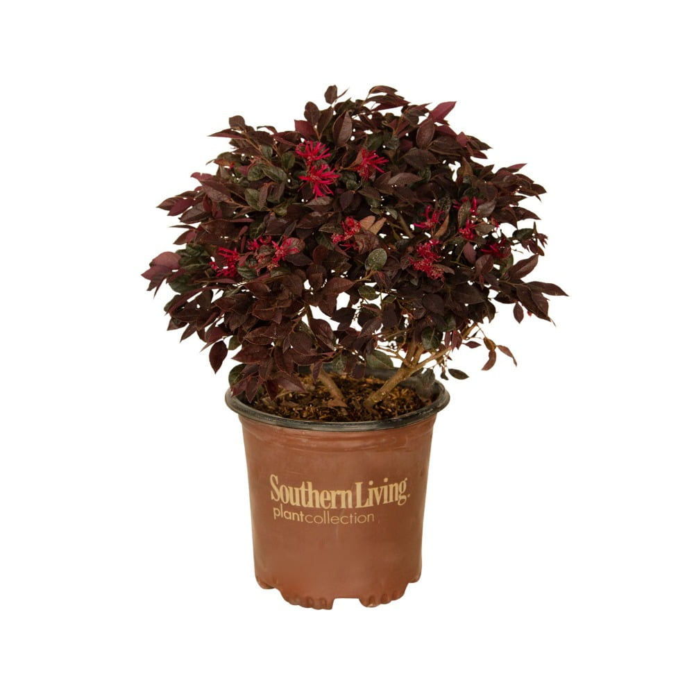 2.5 Quart Purple Daydream Loropetalum with Pink Blooms
