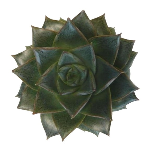 Purple Desert Rose - Echeveria purpureum - Succulent - 2.5" Pot