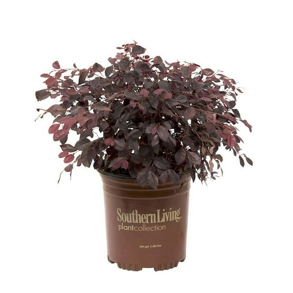 Southern Living Purple Diamond Loropetalum Live Shrub in 2.5-Quart Grower Pot