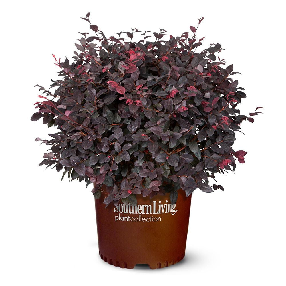 Southern Living Purple Diamond Loropetalum Live Shrub in 2-Gallon Grower Pot