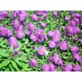 thumbnail image 1 of Purple Dome Fall Blooming Perennial Aster - Hardy - Gallon Pot, 1 of 1