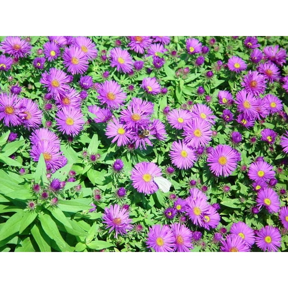 Purple Dome Fall Blooming Perennial - Aster - Quart Pot- Hardy