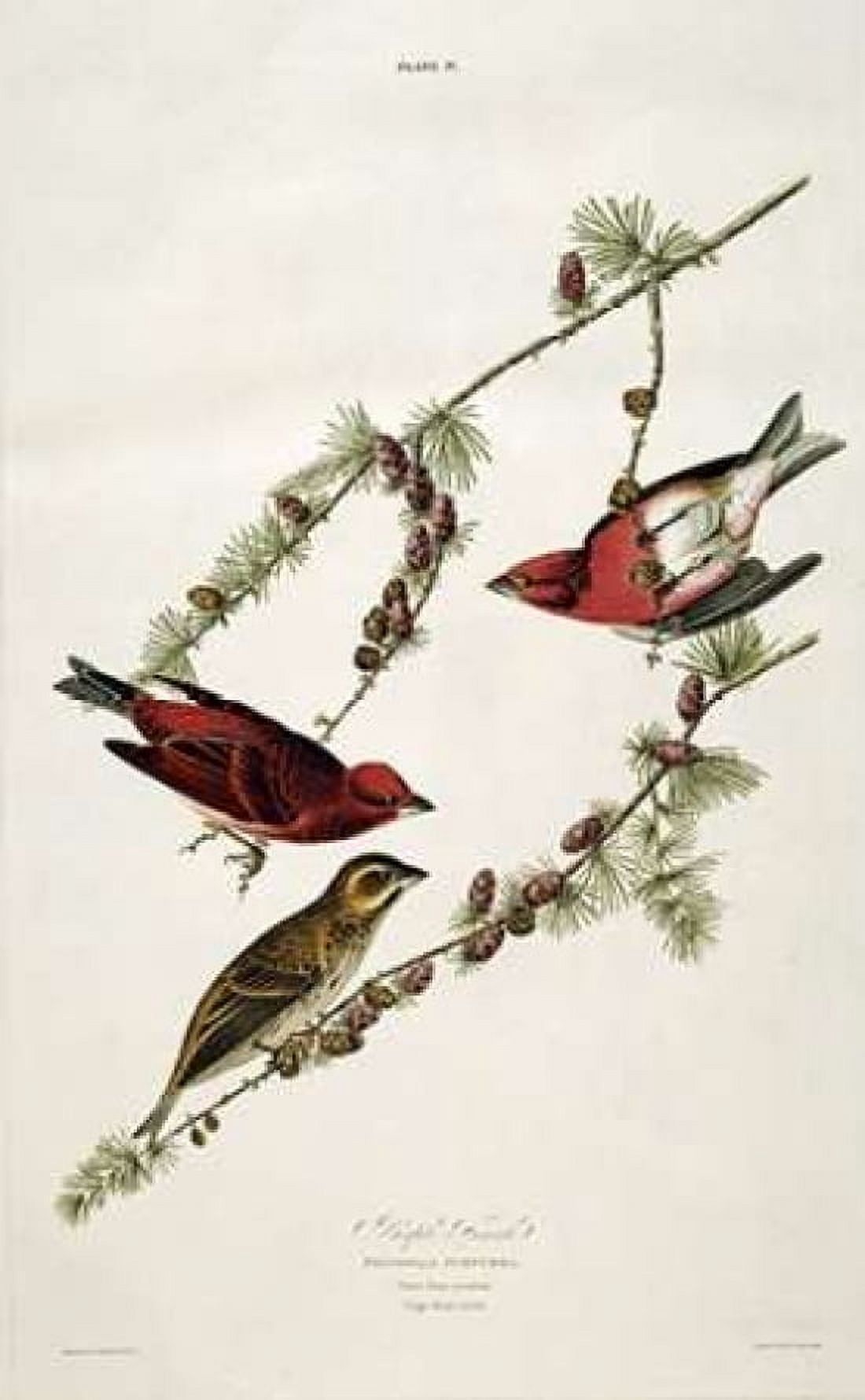 Purple Finch Canvas Art - John James Audubon (12 x 18)