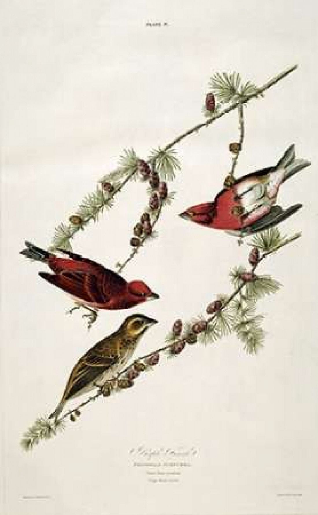 Purple Finch Canvas Art - John James Audubon (24 x 36)