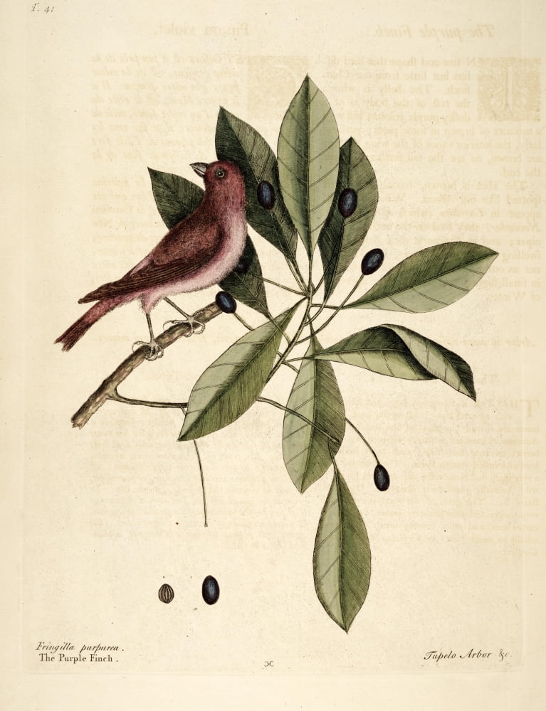 Purple Finch Canvas Art - Mark Catesby (24 x 36)