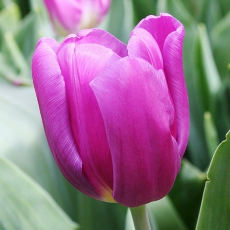Purple Flag Triumph Tulip Flower Bulbs - 6 Bulbs per Pack - Good as Cut Flowers - Good For Indoor Forcing - Easy to Grow Live Plants - Outdoor Garden