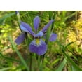 thumbnail image 1 of Purple Flame Northern Blueflag, 1 of 4