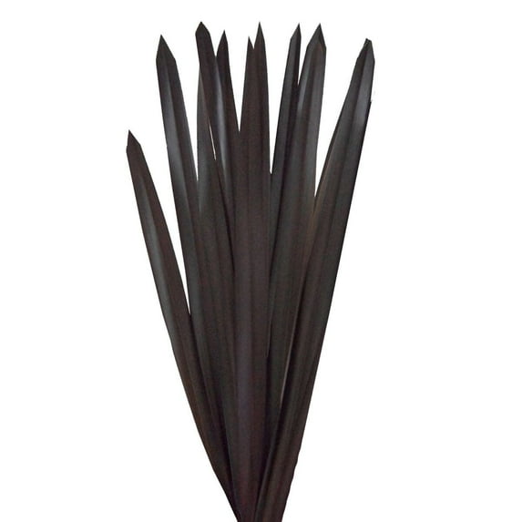 Purple Flax Leaves - Farm Direct Fresh Cut Flowers - 200 Stems