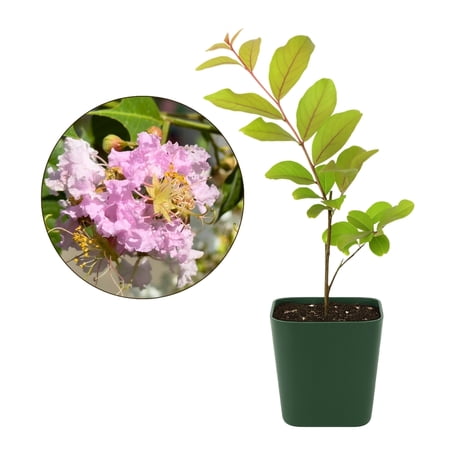 My Shelfie – Muskogee Crape Myrtle (Lagerstroemia Indica), 2-Inch Live Lavender-Purple Flowering Shrub for Outdoor Garden and Landscape, 1-Piece