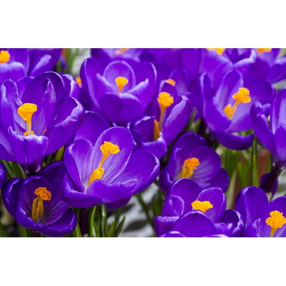 Purple Flower Record Crocus (20 Bulbs) Made in USA, Ships from Our Iowa Nursery